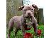 PoulaTo: Pitbull